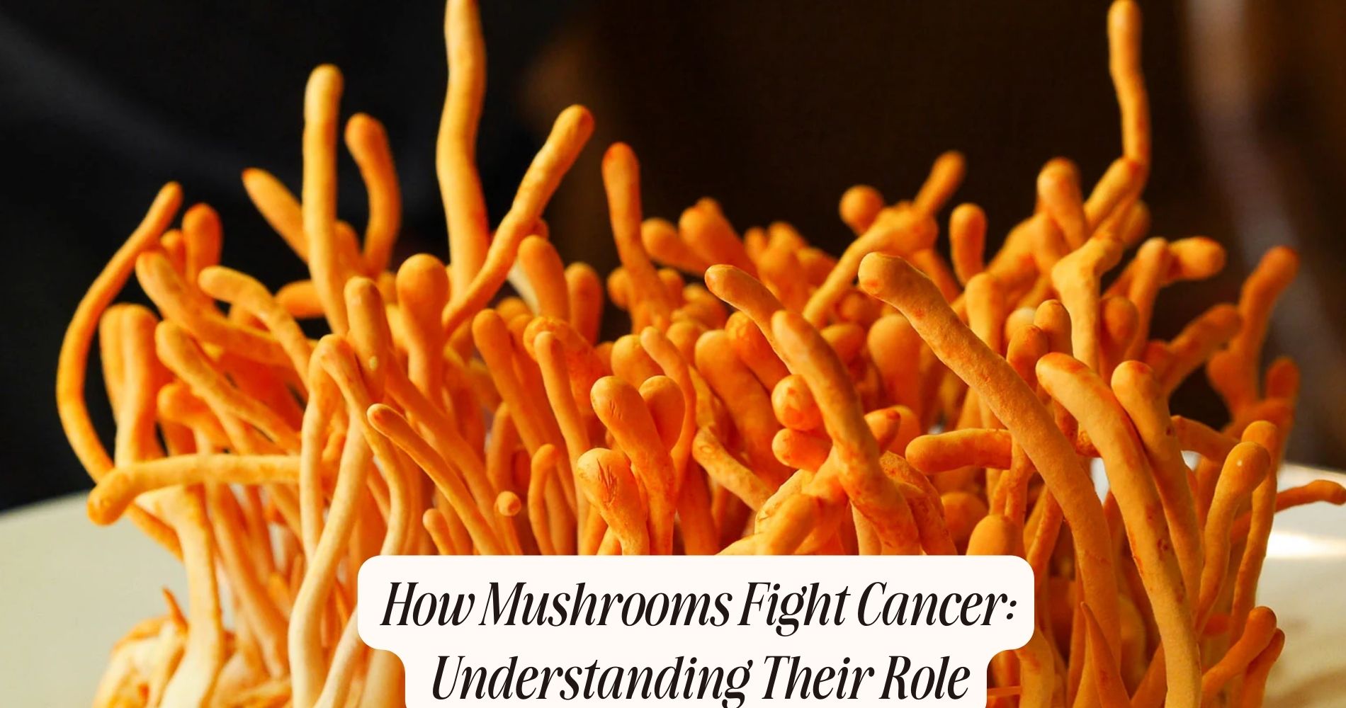 mushrooms fight cancer