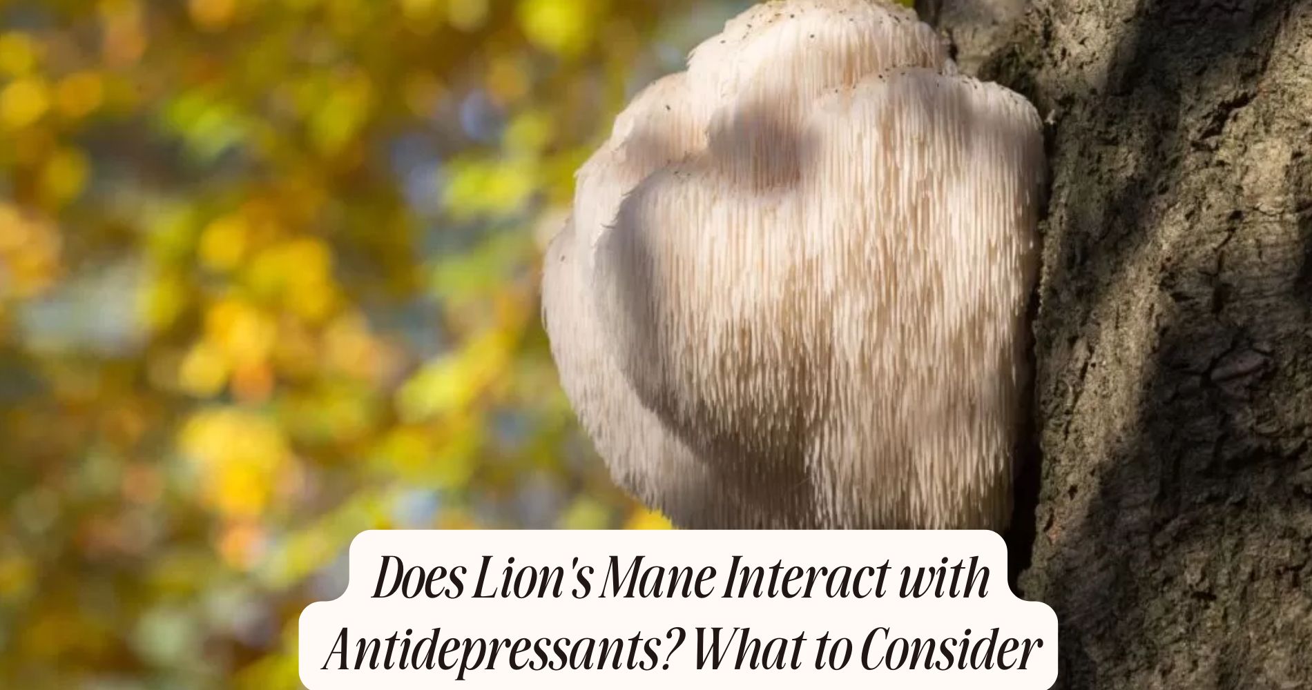 does lion's mane interact with antidepressants
