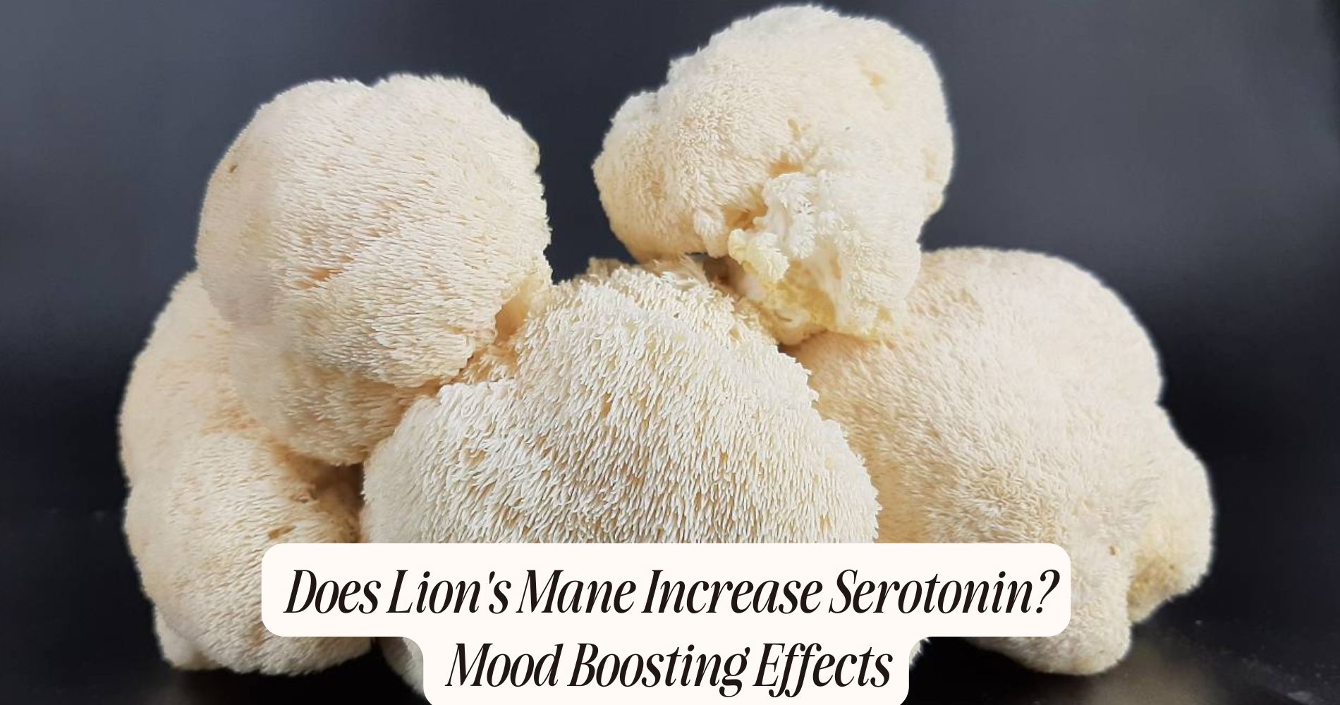 does lion's mane increase serotonin