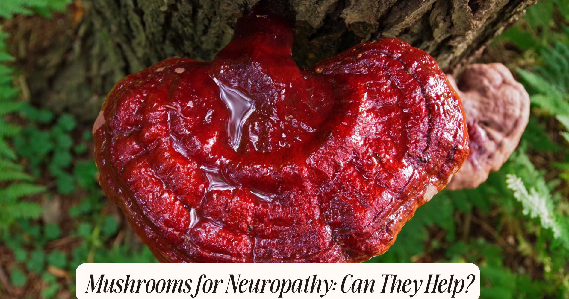 mushrooms for neuropathy