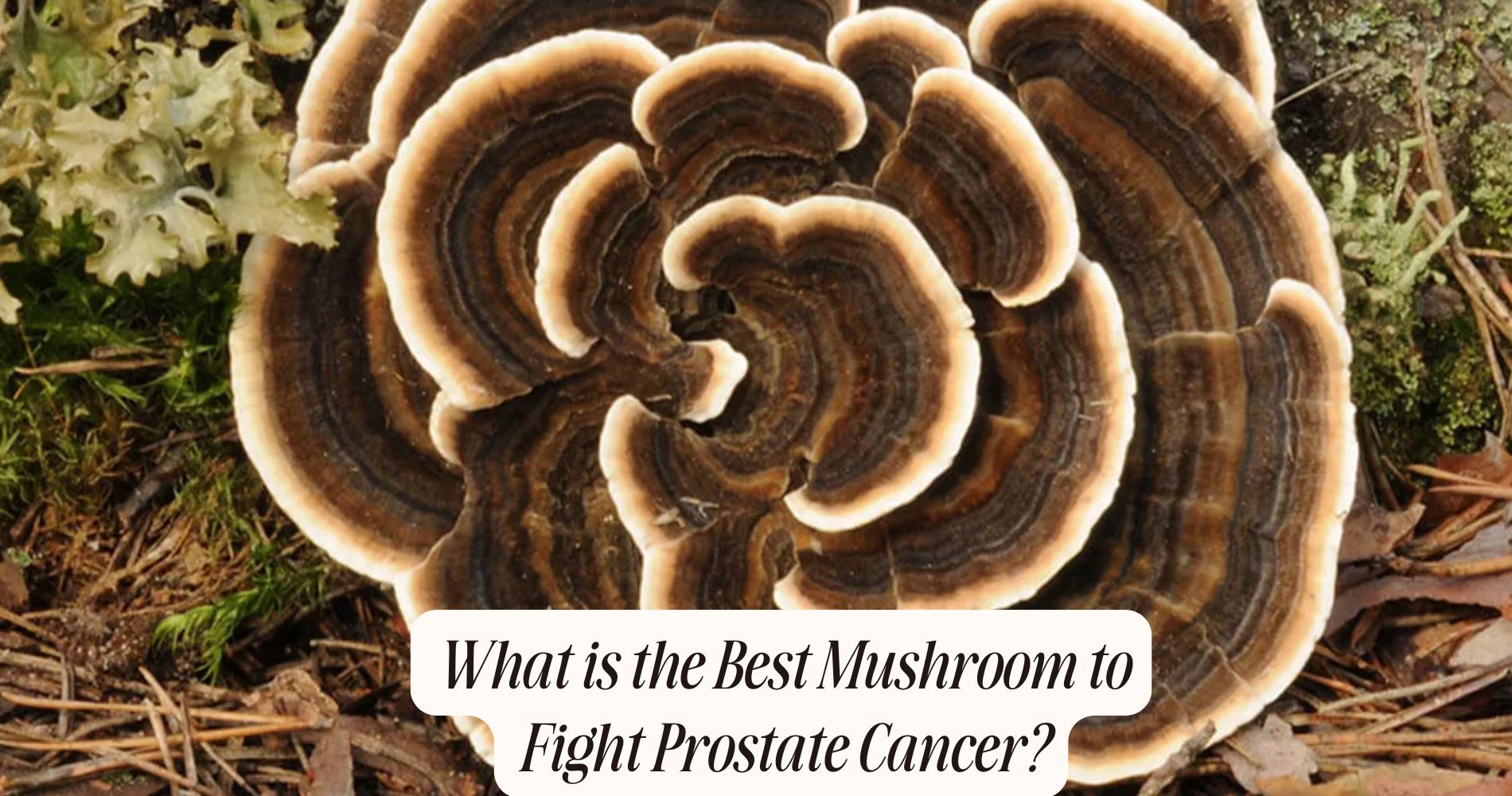 What is the Best Mushroom to Fight Prostate Cancer?