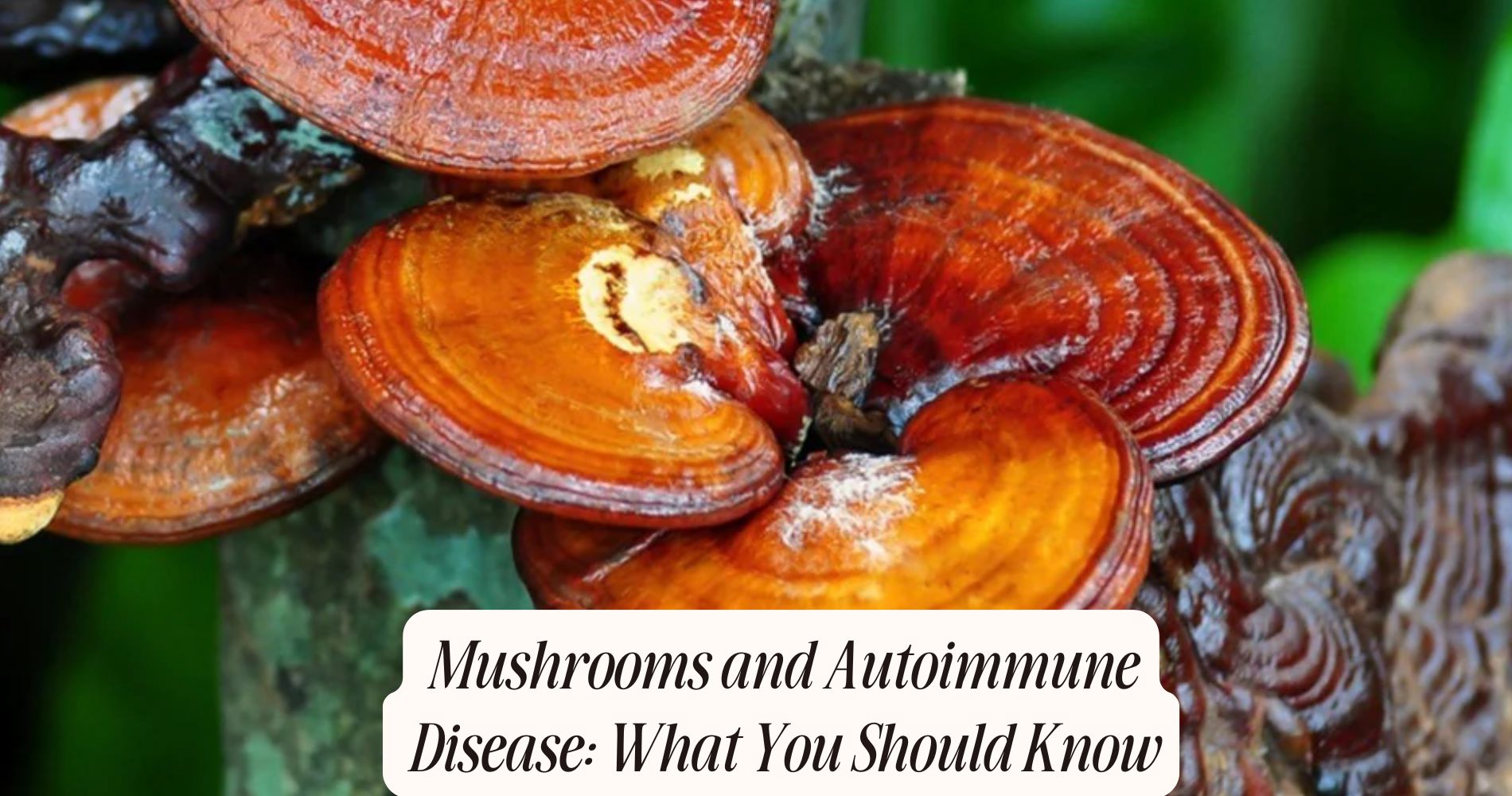 mushrooms and autoimmune disease
