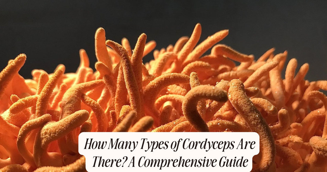 how many types of cordyceps are there