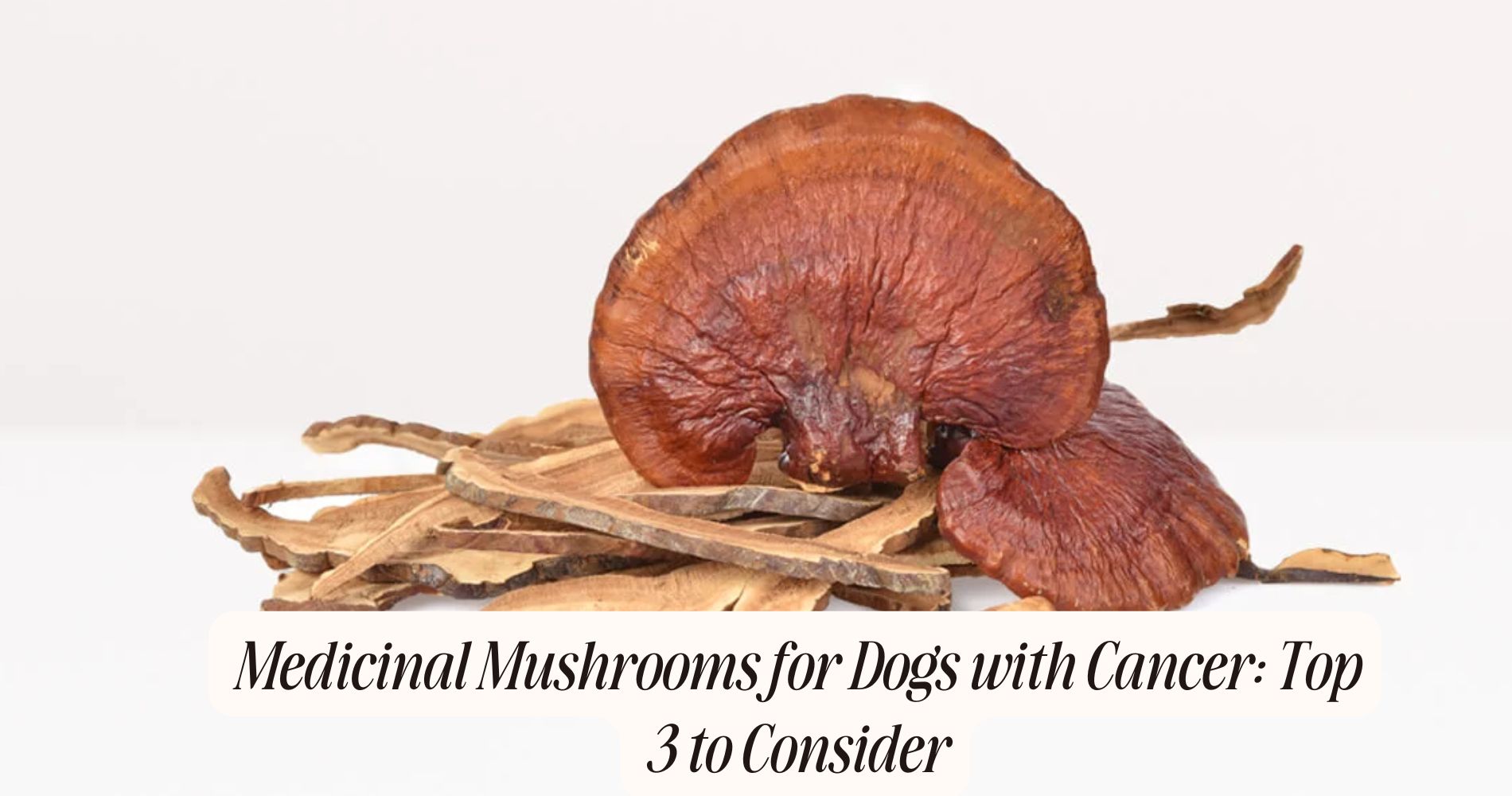 medicinal mushrooms for dogs with cancer