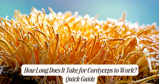 how long does it take for cordyceps to work