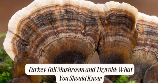 turkey tail mushroom and thyroid