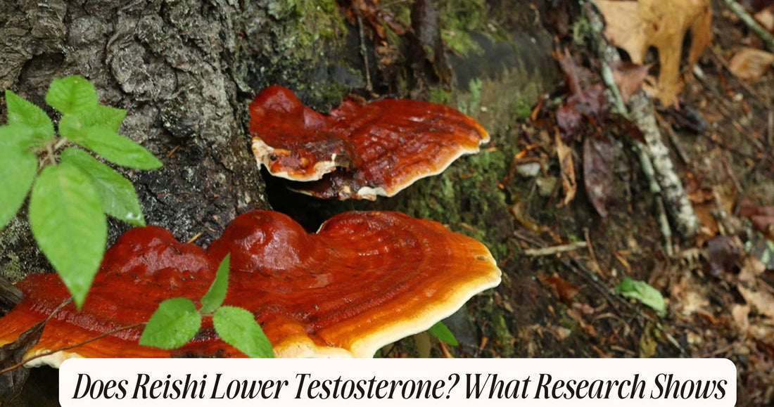 does reishi lower testosterone