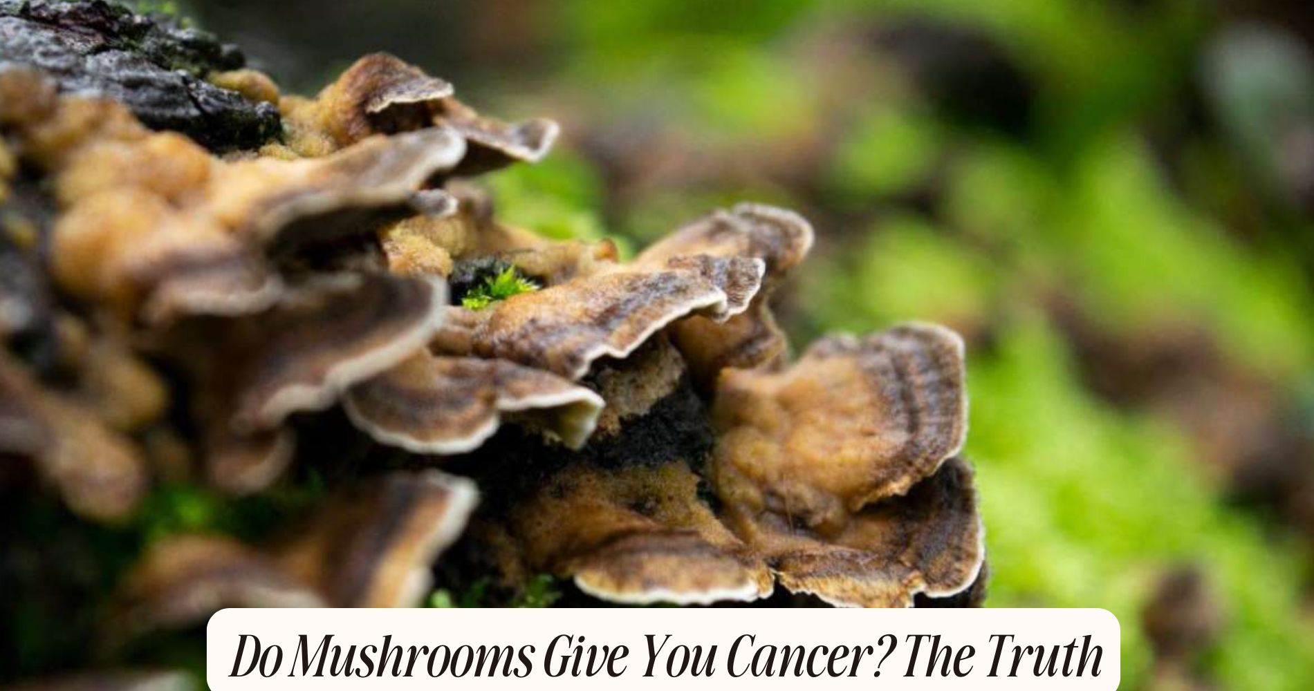 do mushrooms give you cancer