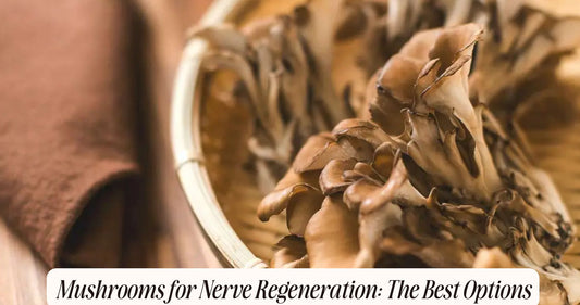 mushrooms for nerve regeneration