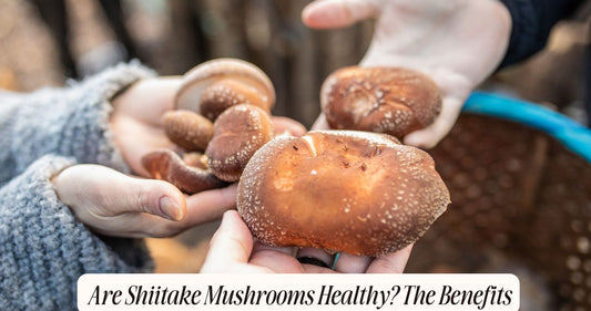 are shiitake mushrooms healthy