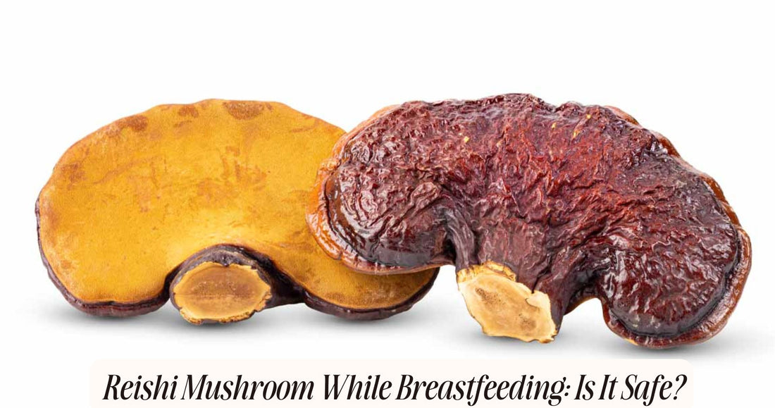 reishi mushroom while breastfeeding