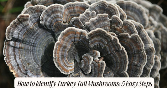 how to identify turkey tail mushrooms