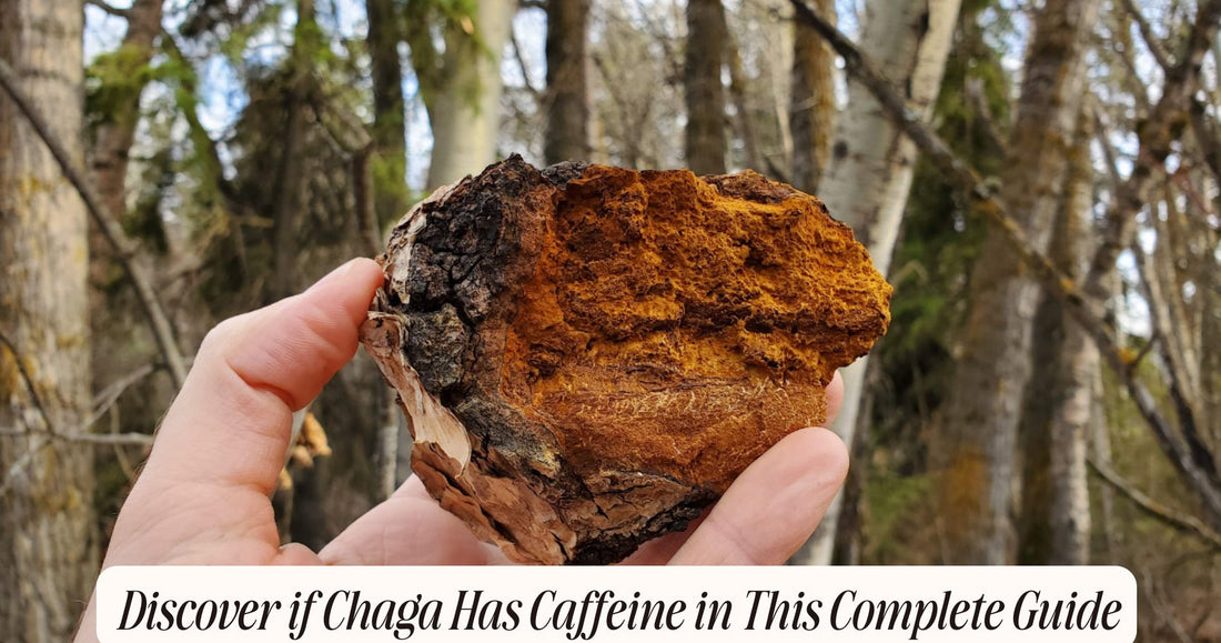 does chaga have caffeine