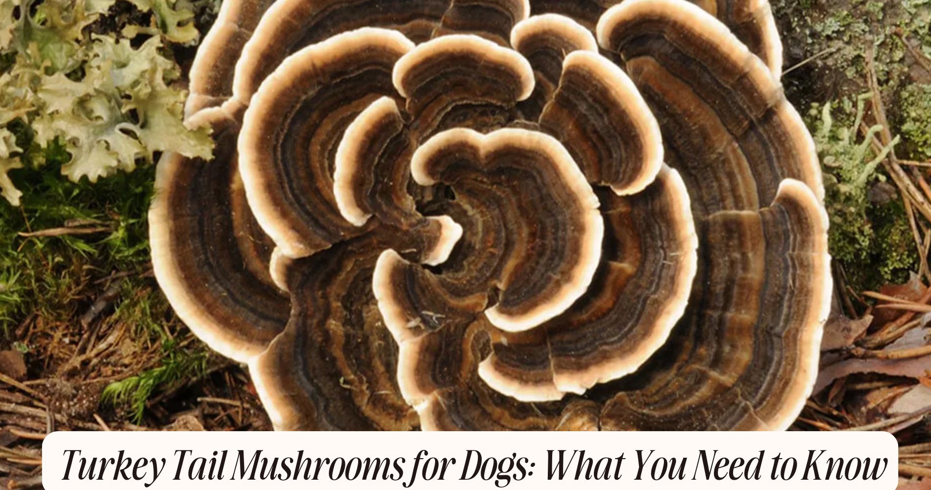 turkey tail mushroom for dogs