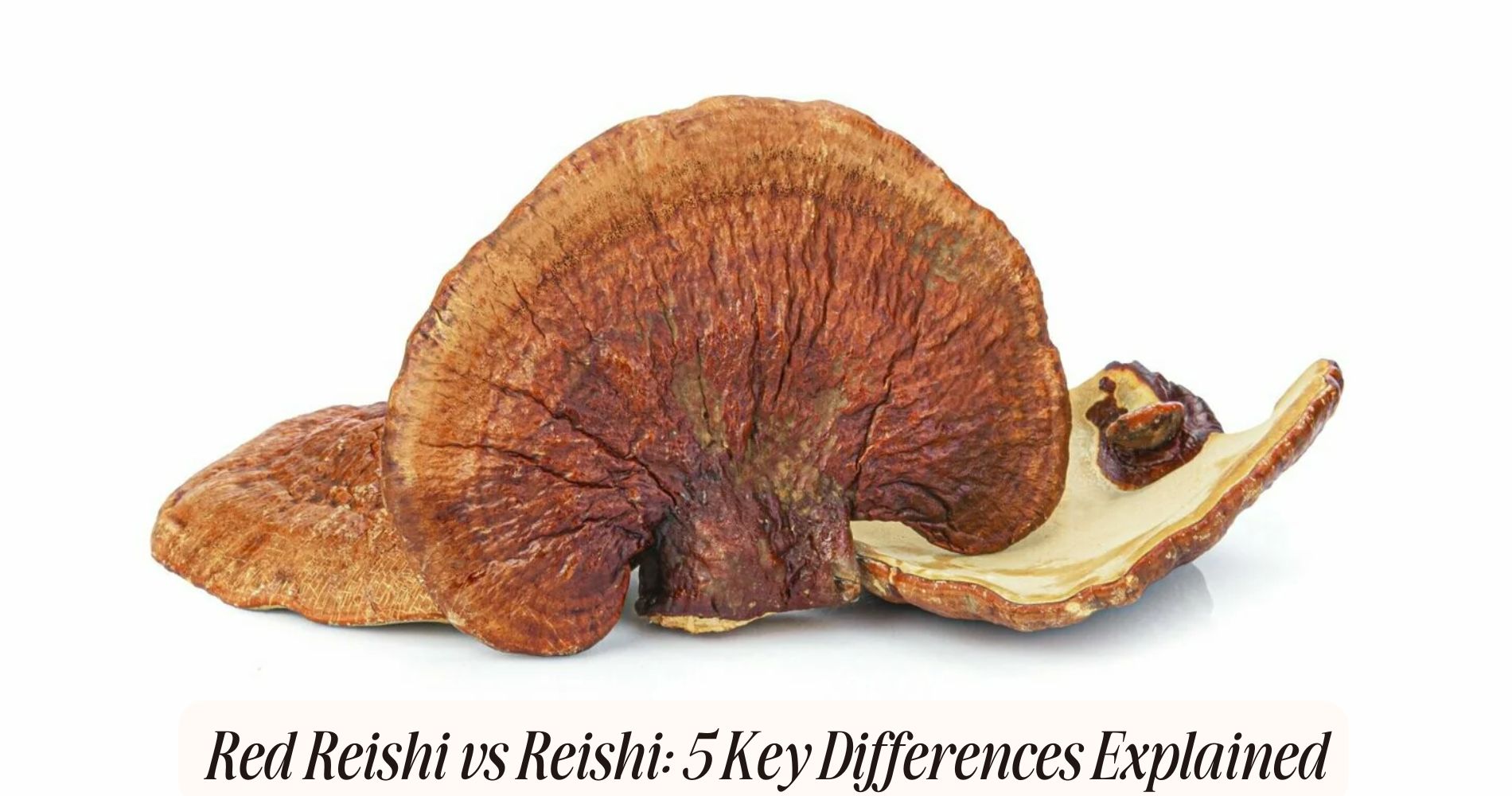 red reishi vs reishi