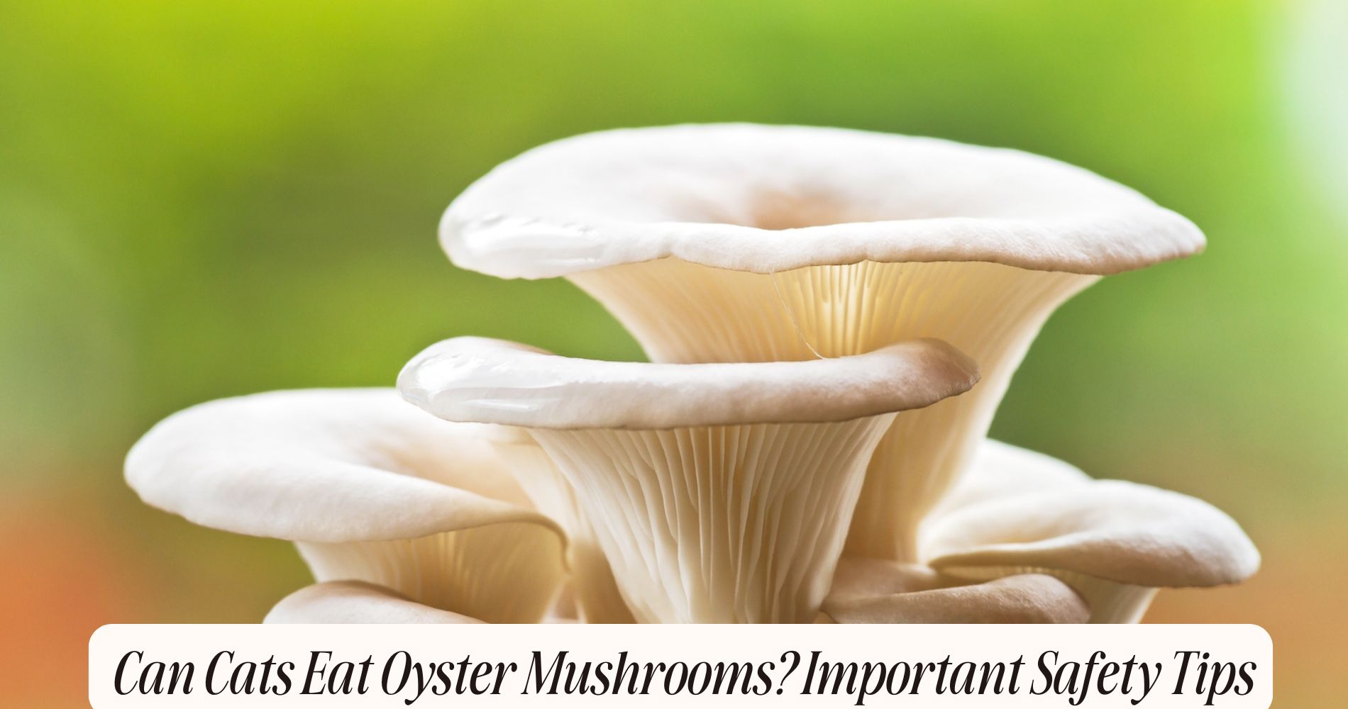 can cats eat oyster mushrooms