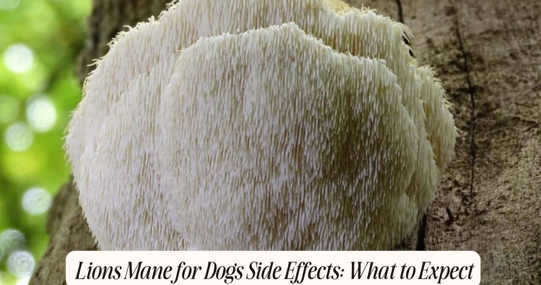 lions mane for dogs side effects