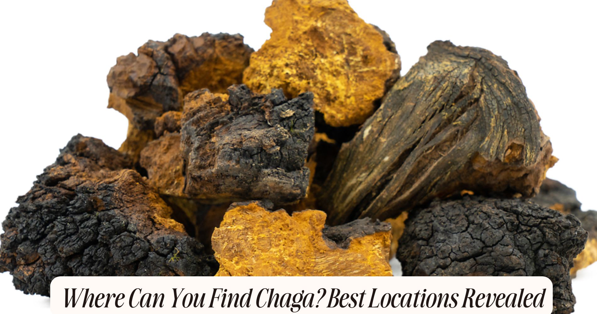 where can you find chaga