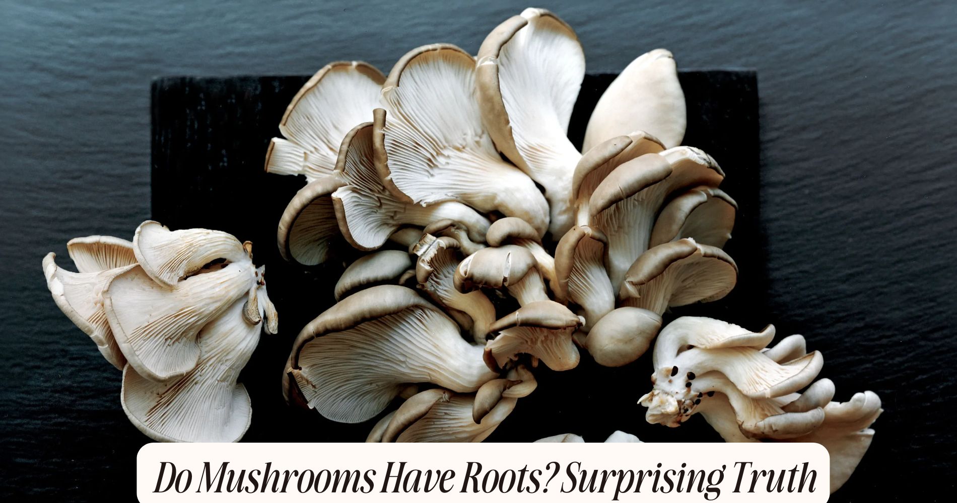 do mushrooms have roots