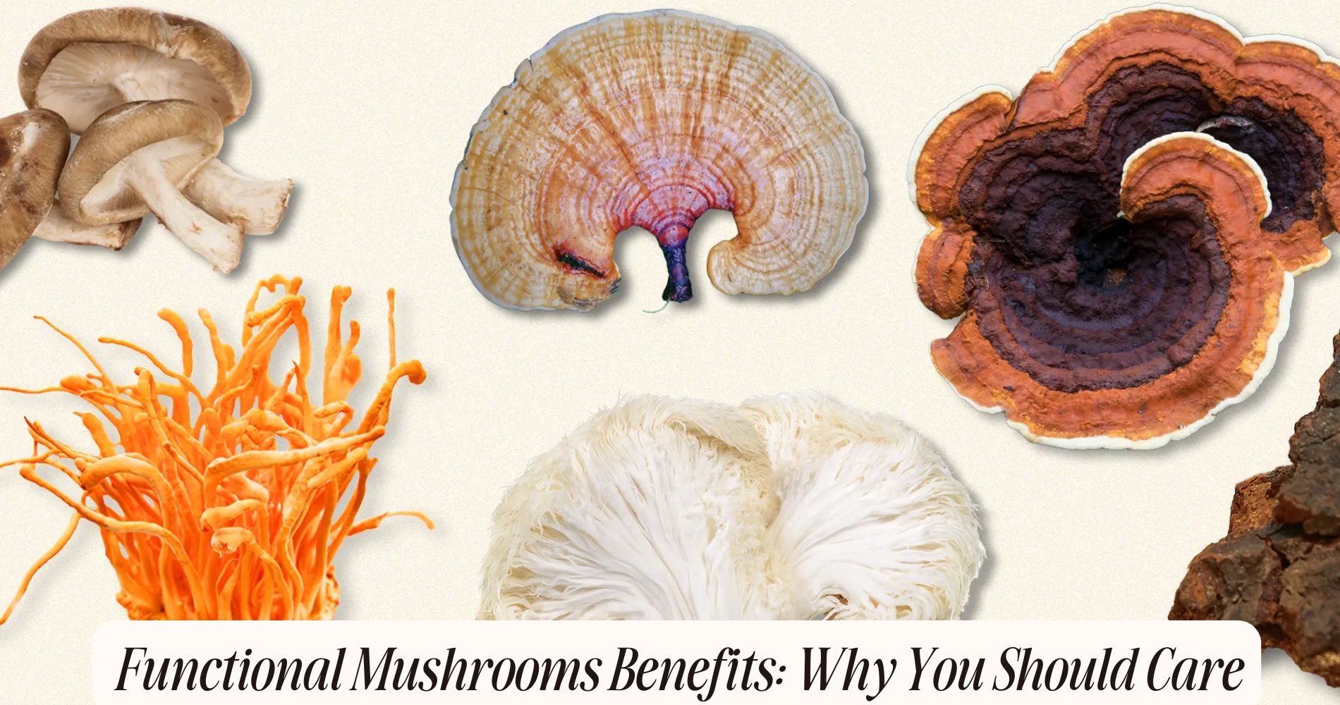 functional mushrooms benefits