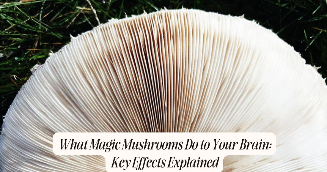 what magic mushrooms do to your brain