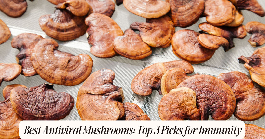 best antiviral mushrooms