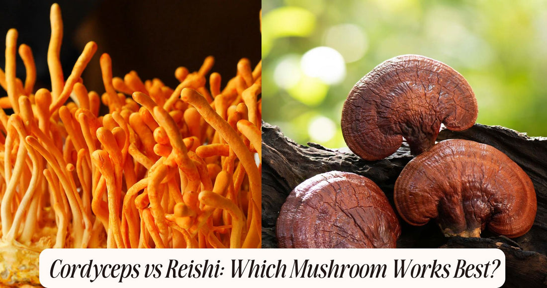 cordyceps vs reishi