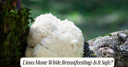 lions mane while breastfeeding