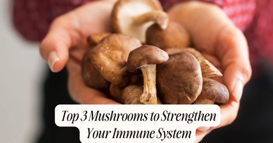 best mushrooms for immune system