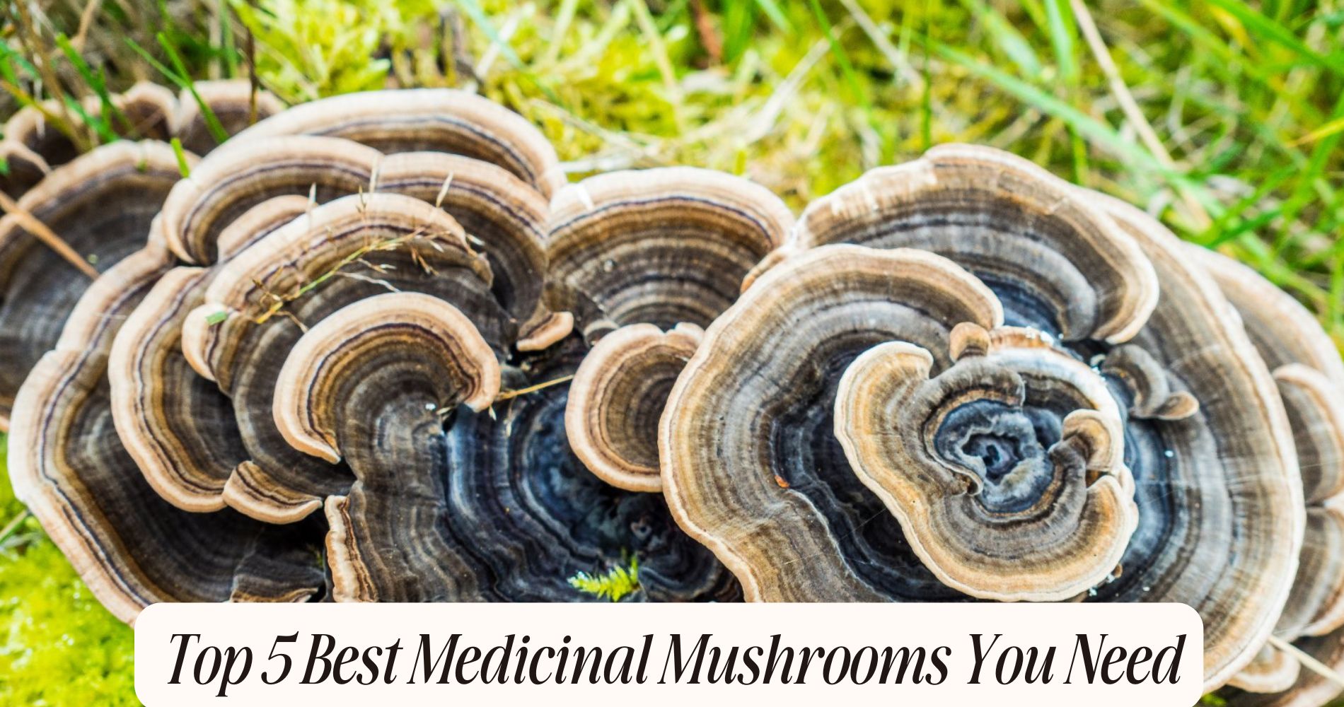 best medicinal mushrooms