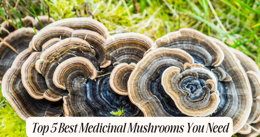 best medicinal mushrooms