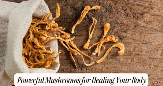 mushrooms for healing