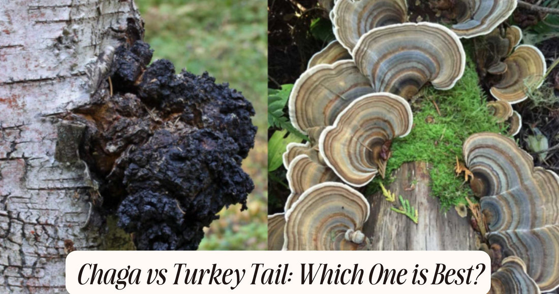 chaga vs turkey tail