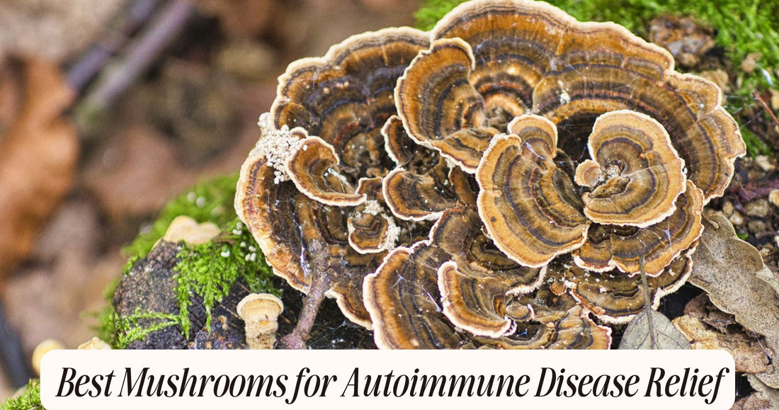 best mushrooms for autoimmune disease