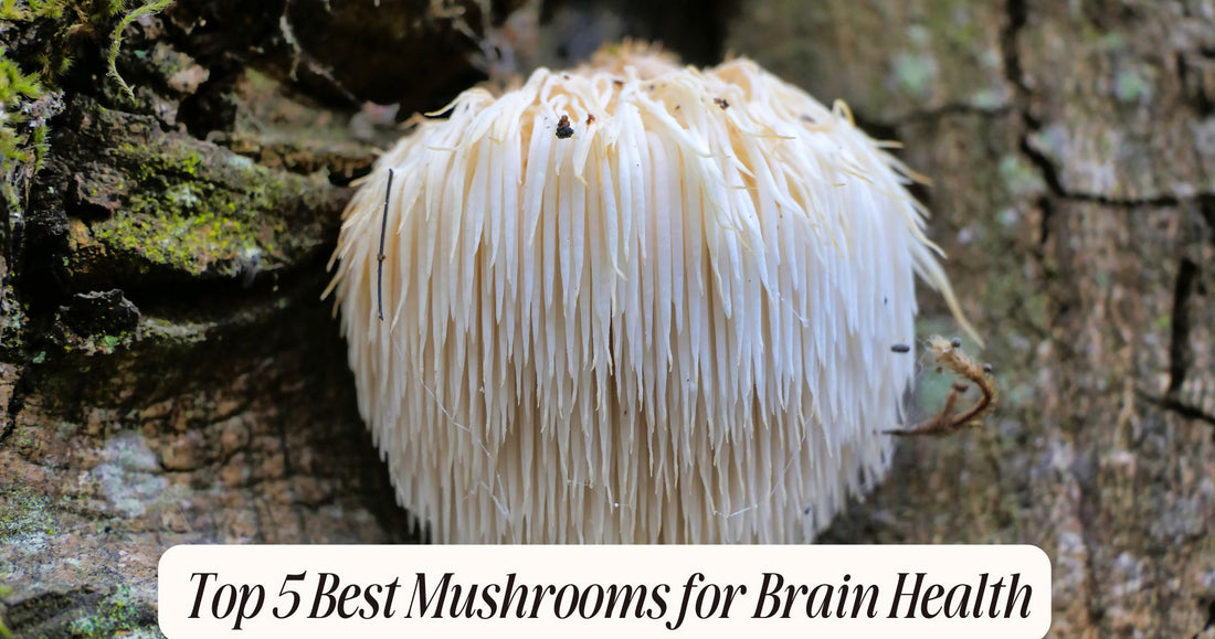 best mushrooms for brain health