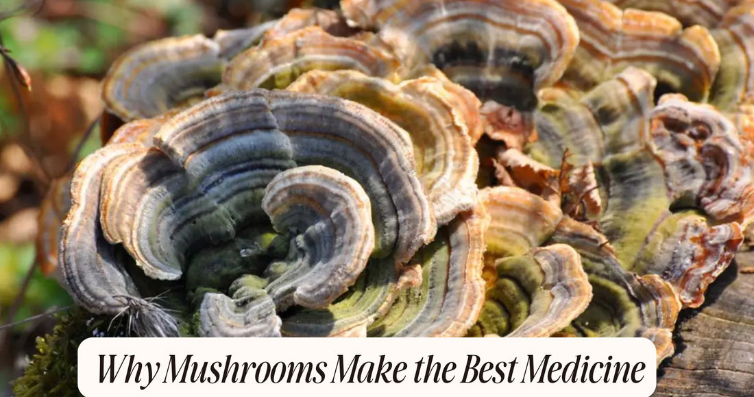 mushrooms make the best medicine