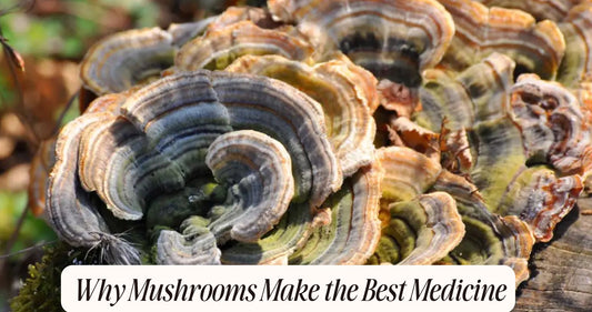 mushrooms make the best medicine