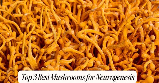 best mushrooms for neurogenesis