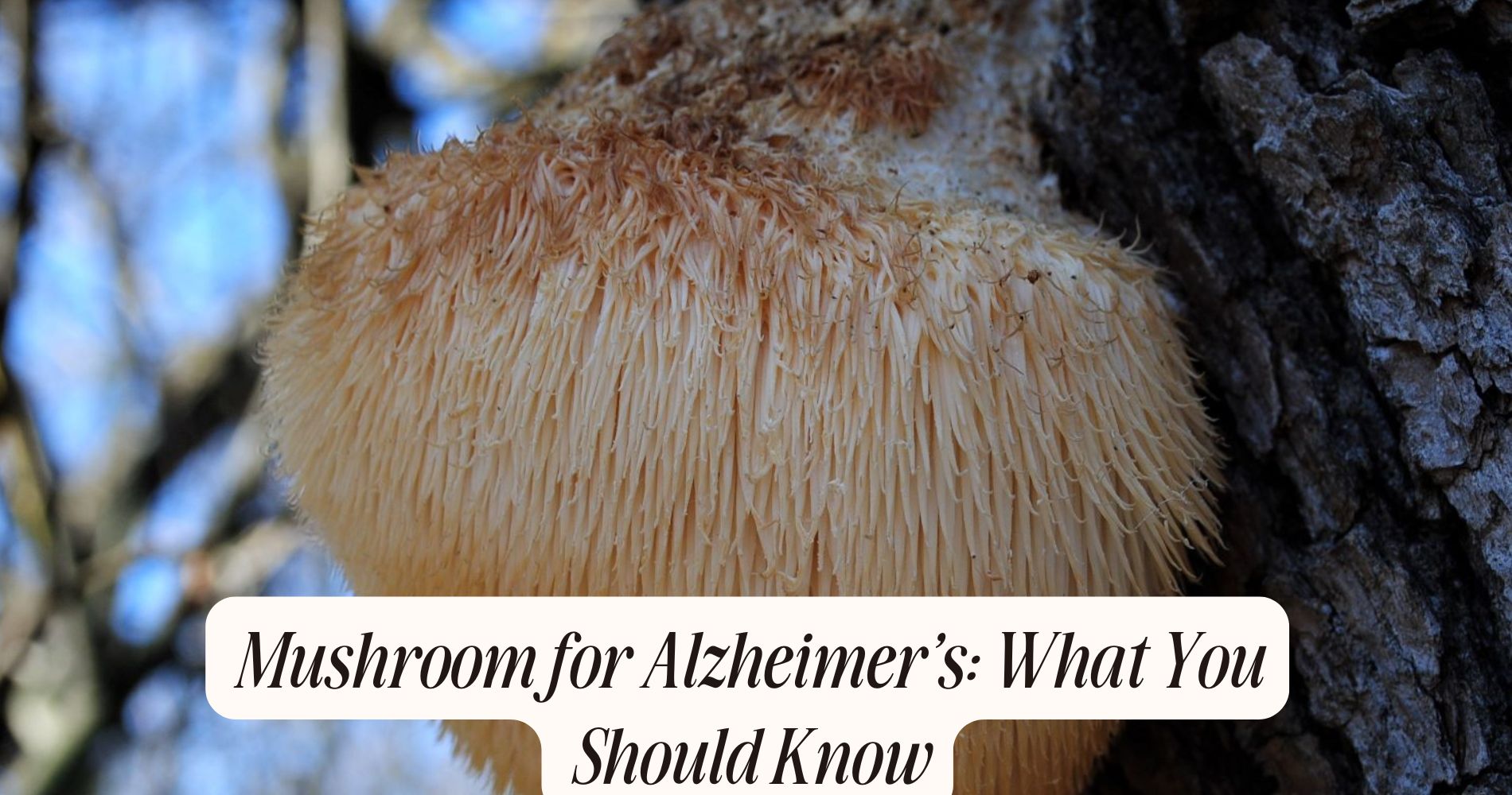 mushroom for alzhhiemers