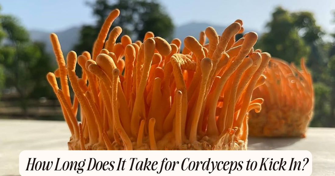 how long does it take for cordyceps to kick in