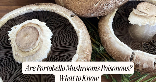 are portobello mushrooms poisonous