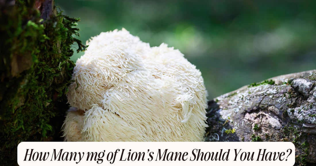 how many mg of lions mane should you have