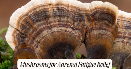 mushrooms for adrenal fatigue