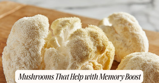 mushrooms that help with memory