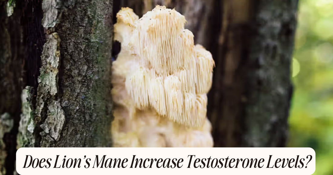 does lions mane increase testosterone