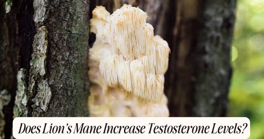 does lions mane increase testosterone