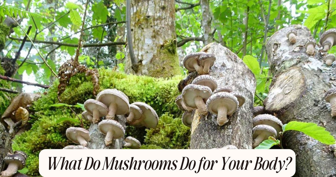 what do mushrooms do for your body