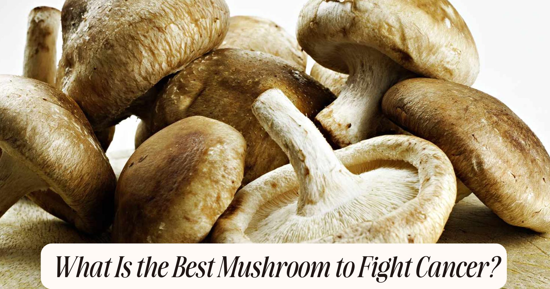 what is the best mushroom to fight cancer