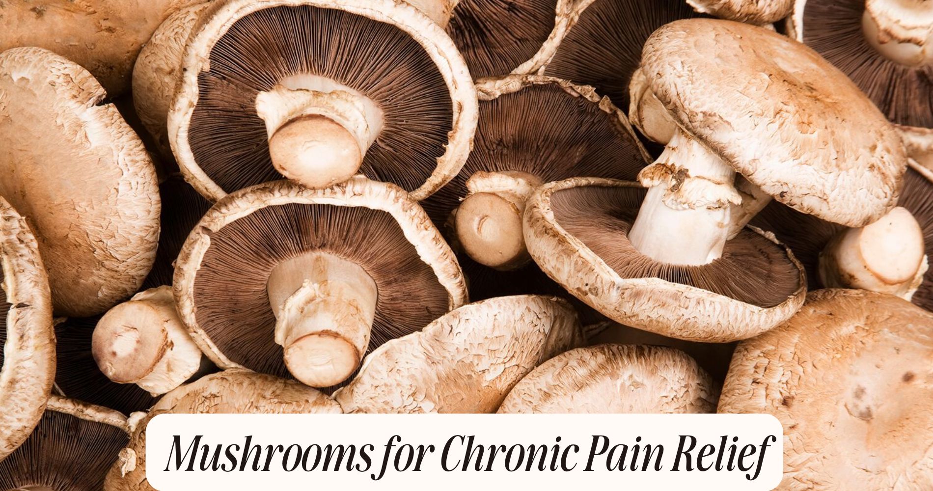 mushrooms for chronic pain