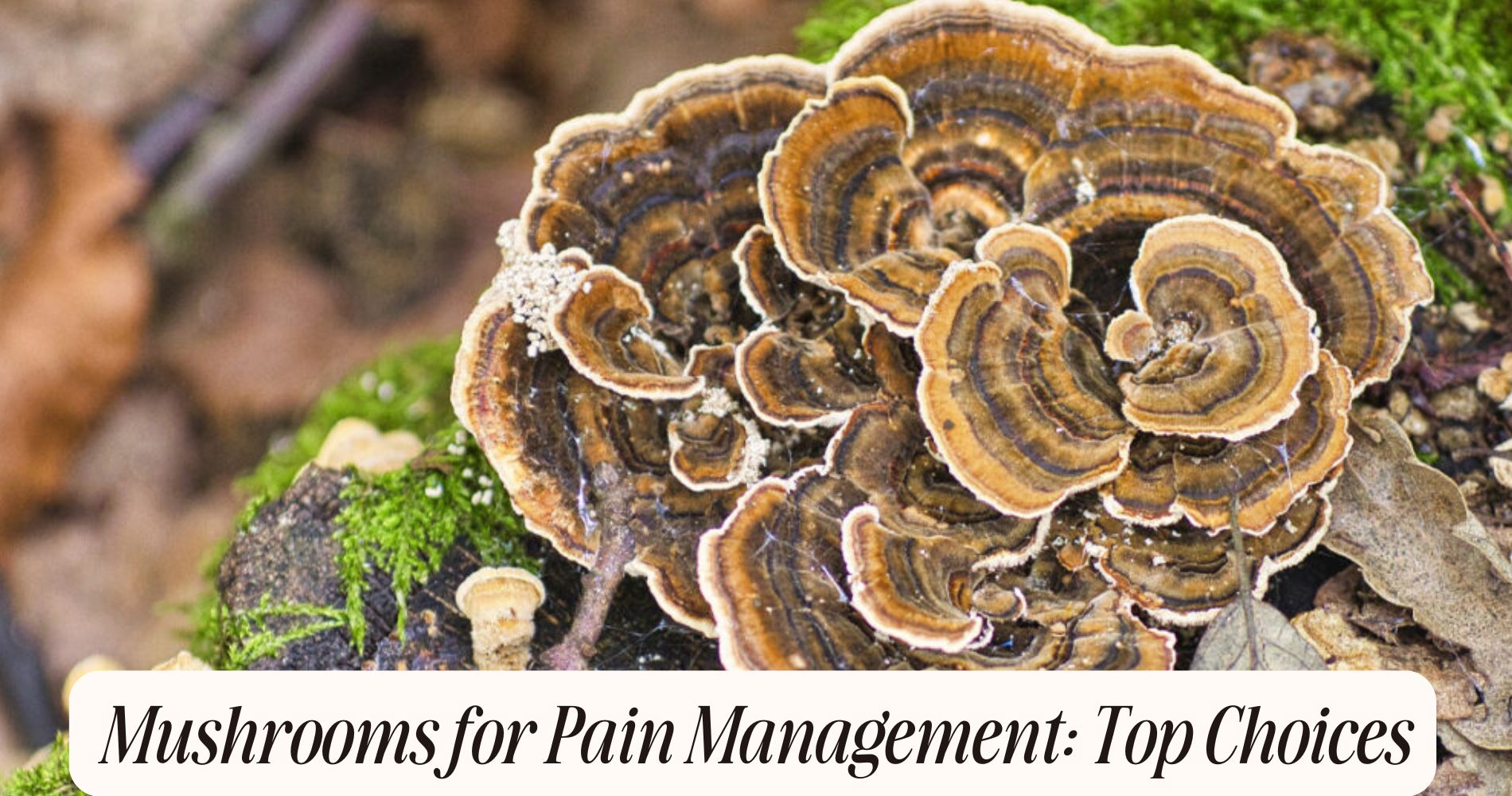 mushrooms for pain management